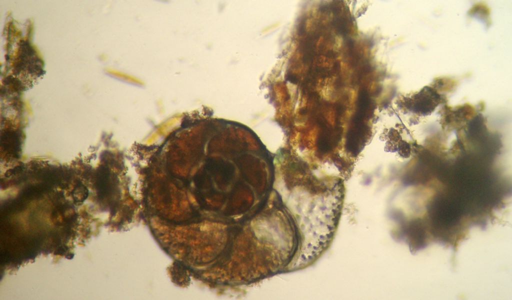 Foraminifera: verosimile Planorbulina variabilis